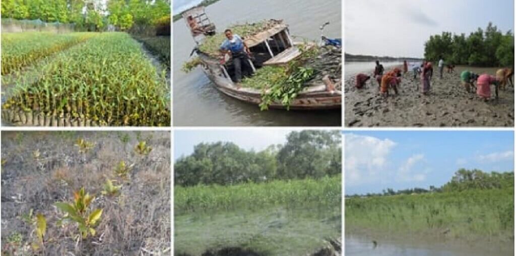 plant mangroves in Sundarbans